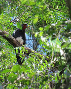 Caracara à gorge rouge