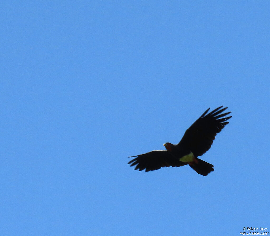 Red-throated Caracaraadult