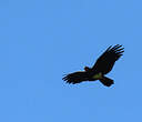 Caracara à gorge rouge