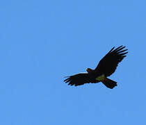 Red-throated Caracara