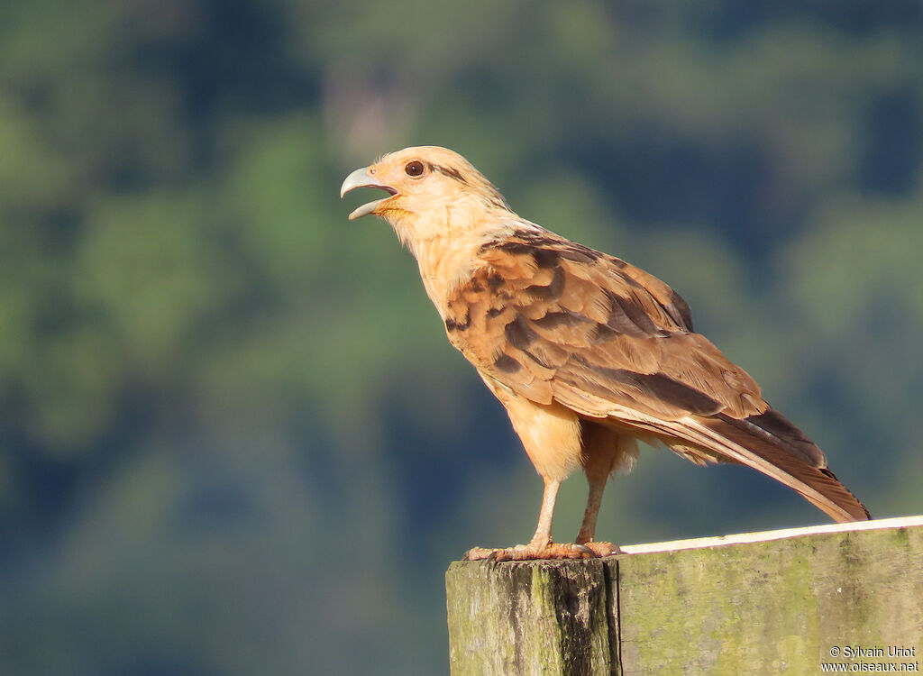 Caracara à tête jaune