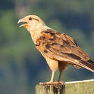 Caracara à tête jaune