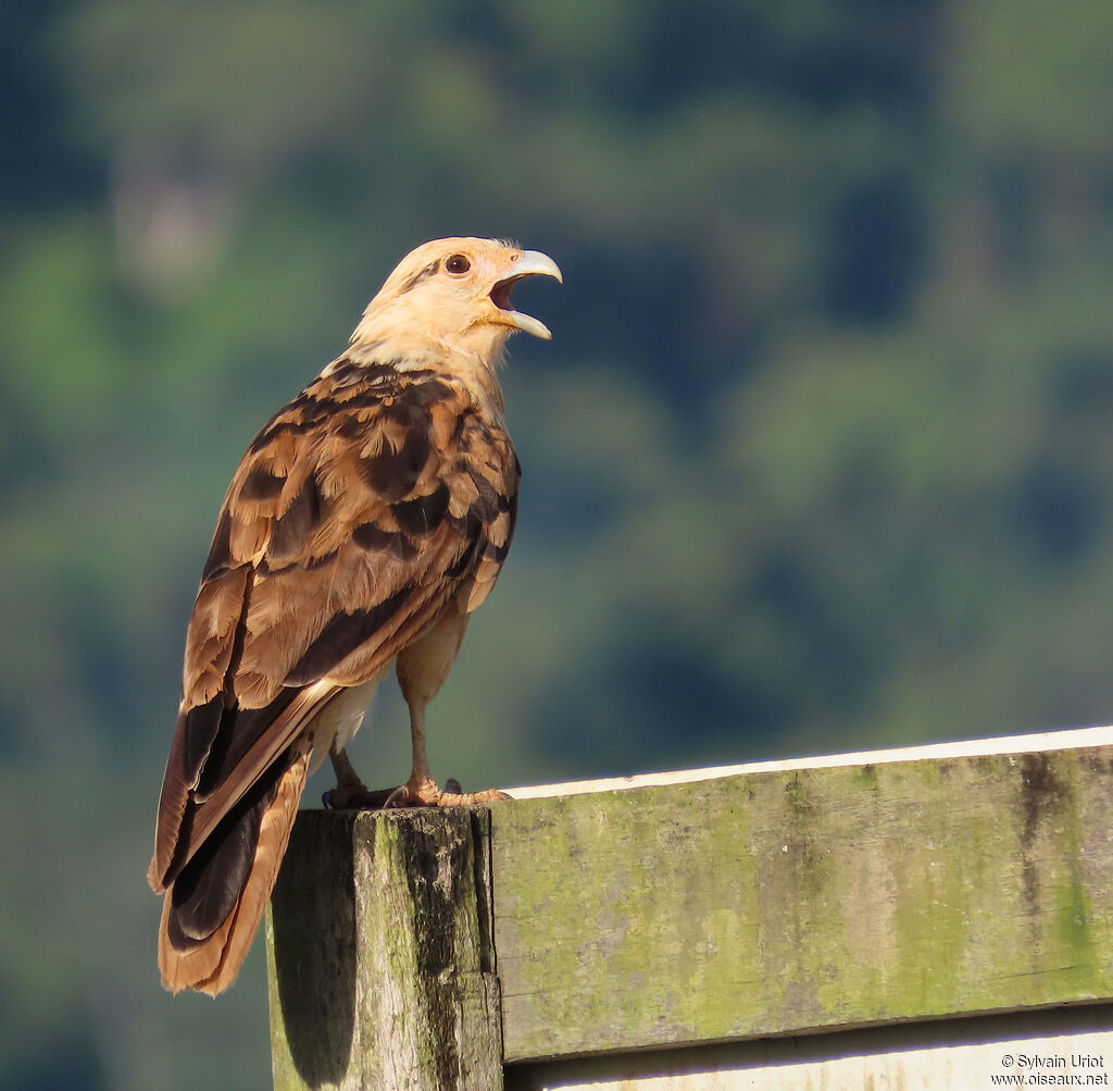 Caracara à tête jaune