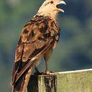Caracara à tête jaune