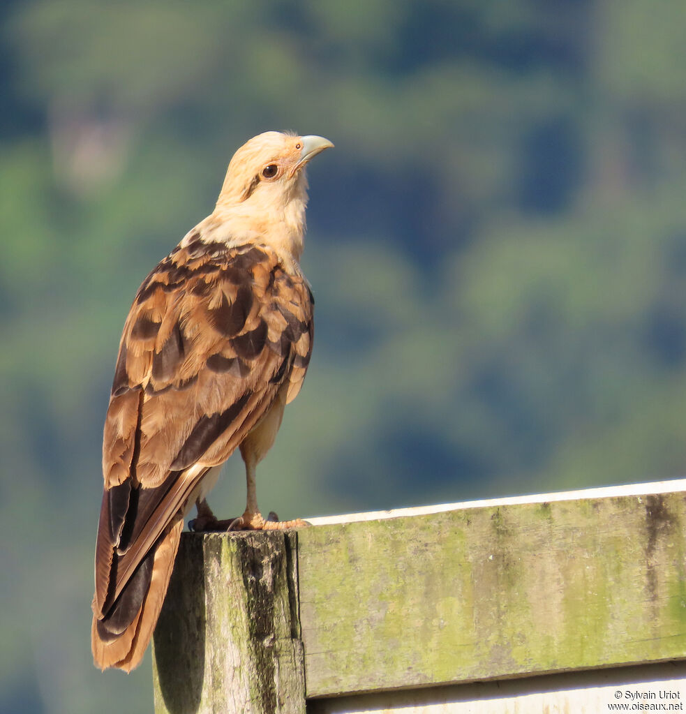 Caracara à tête jaune