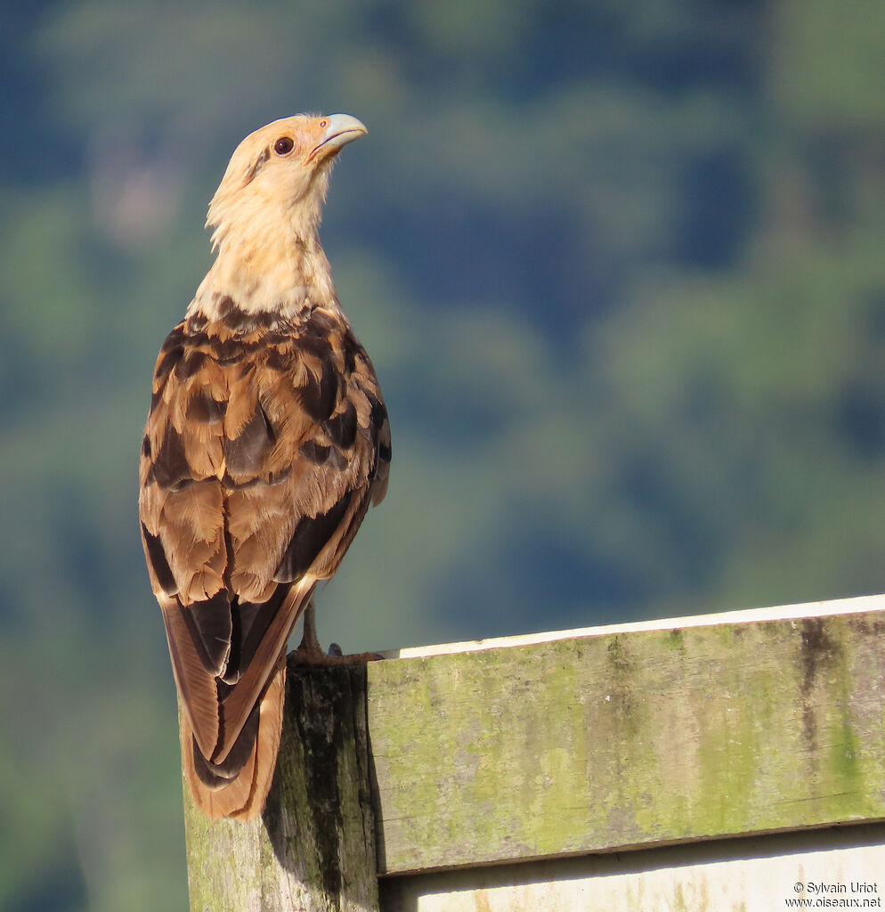 Caracara à tête jaune