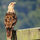 Caracara à tête jaune