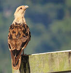 Caracara à tête jaune