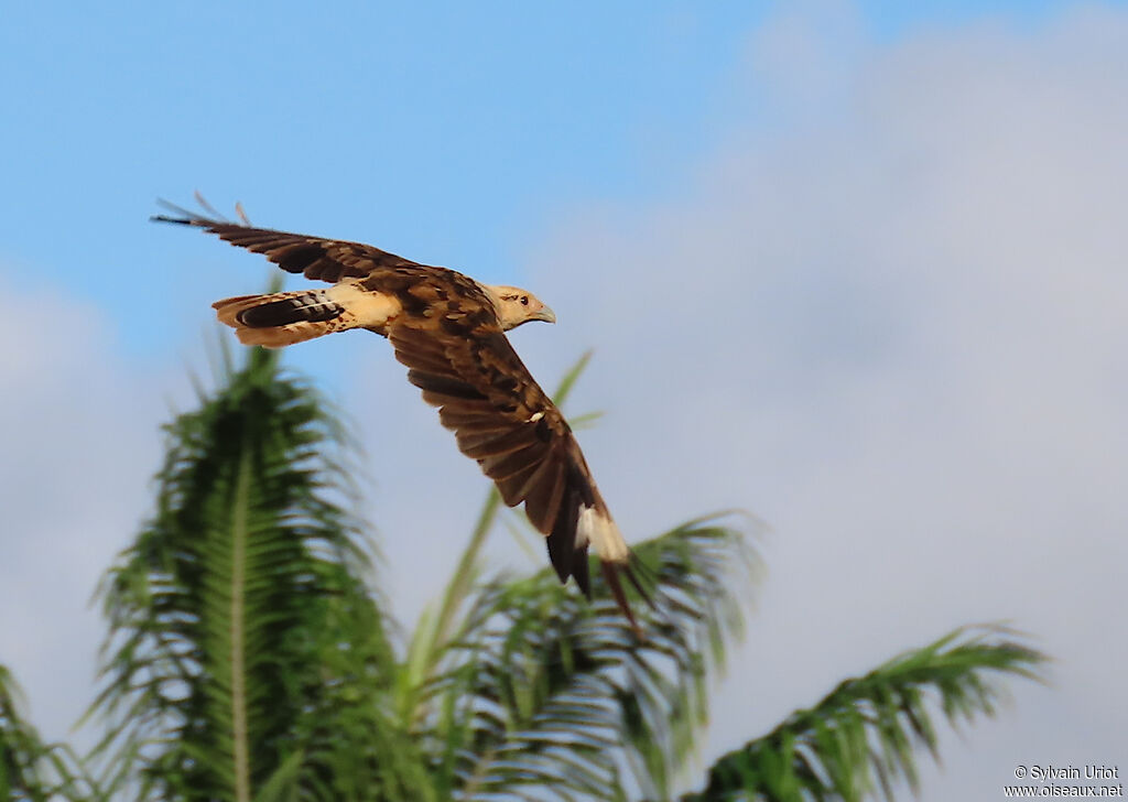 Caracara à tête jaune