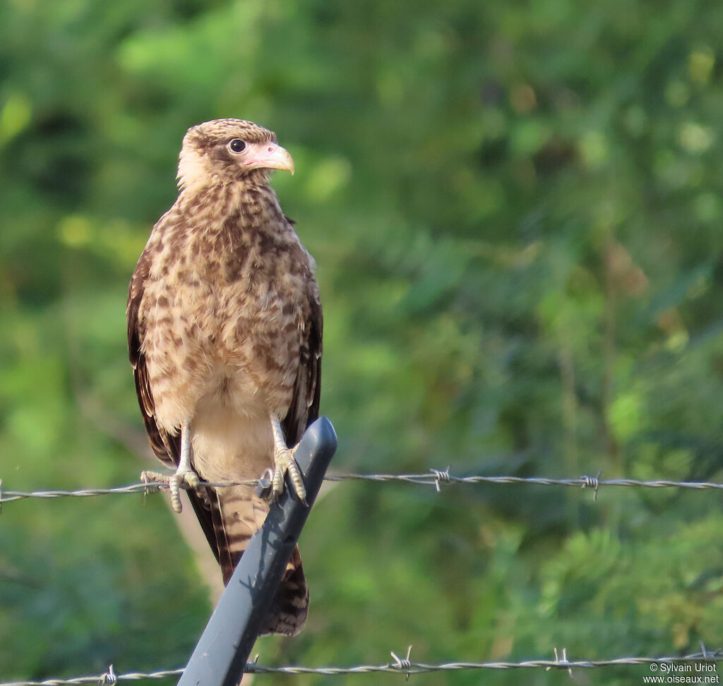 Caracara à tête jaune