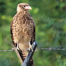 Caracara à tête jaune