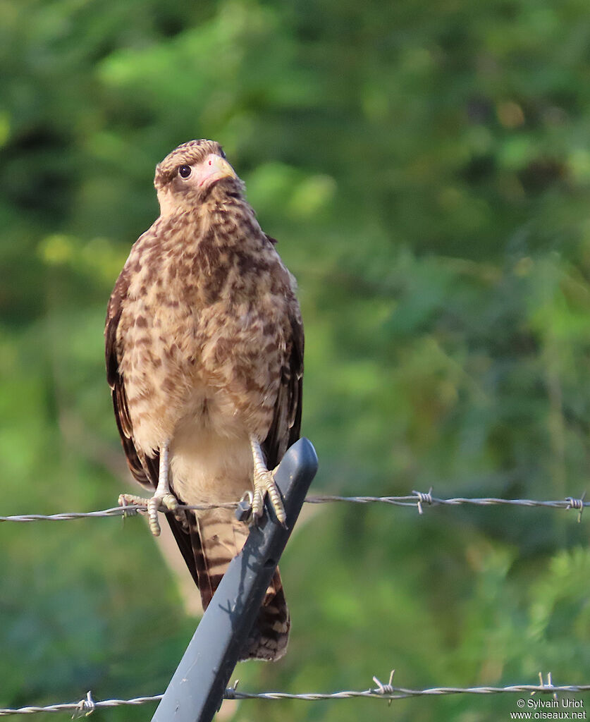 Caracara à tête jaune