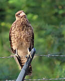 Caracara à tête jaune