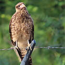 Caracara à tête jaune