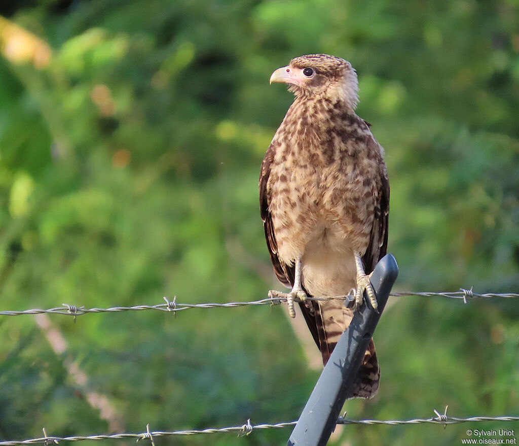Caracara à tête jaune