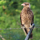 Caracara à tête jaune