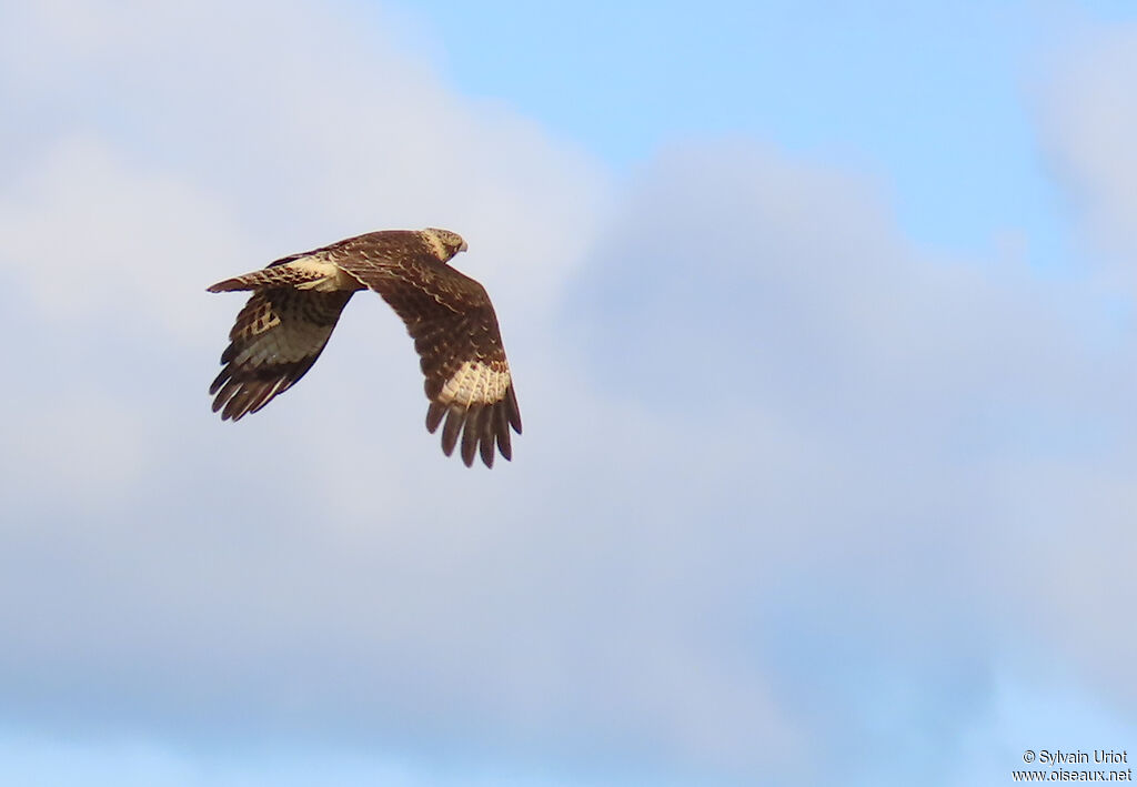 Caracara à tête jaune