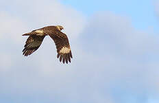 Caracara à tête jaune