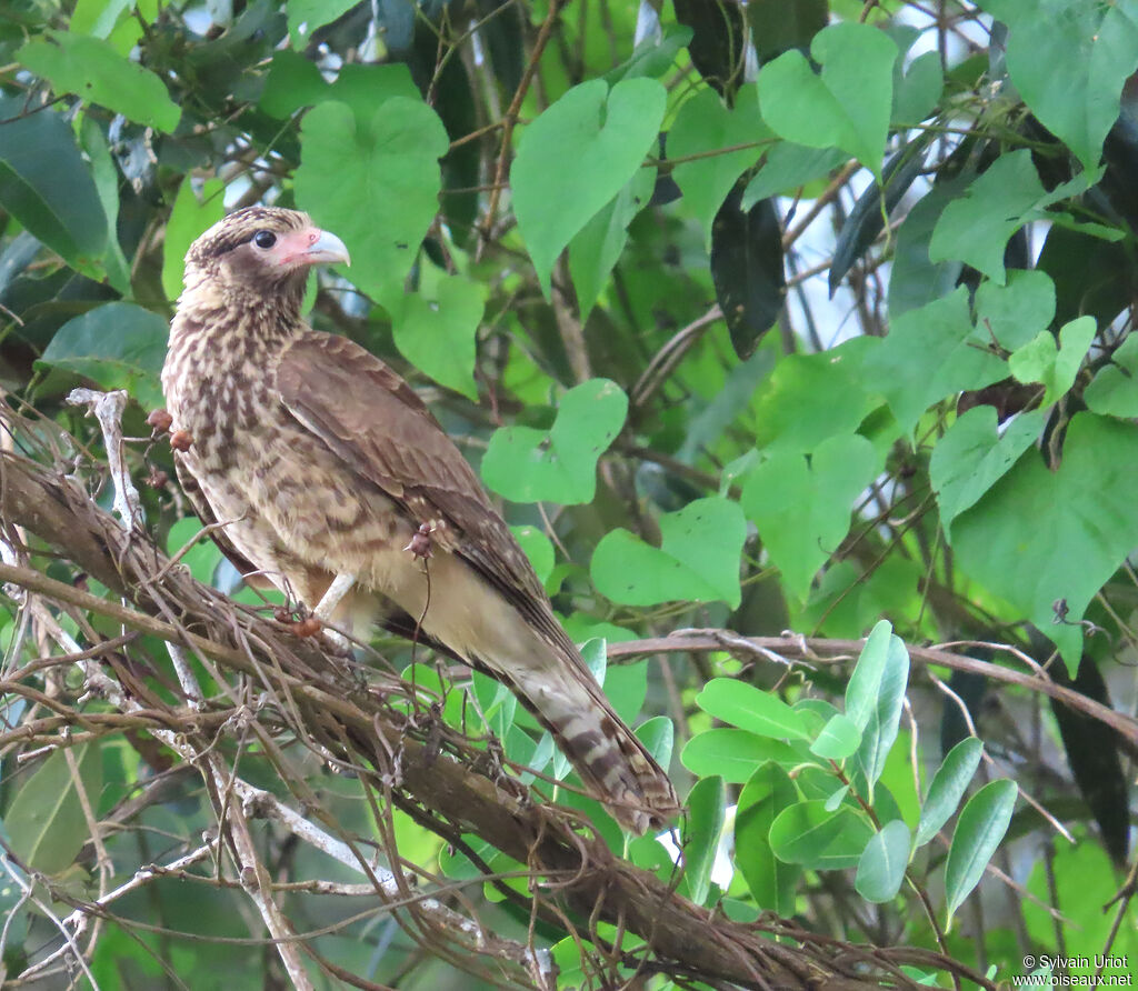 Caracara à tête jaune