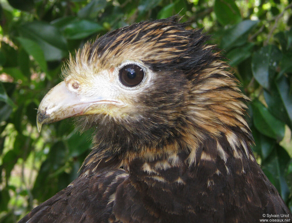 Yellow-headed Caracaraimmature