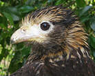 Caracara à tête jaune