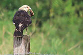 Caracara à tête jaune
