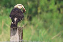 Caracara à tête jaune