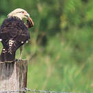 Caracara à tête jaune