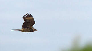 Caracara à tête jaune