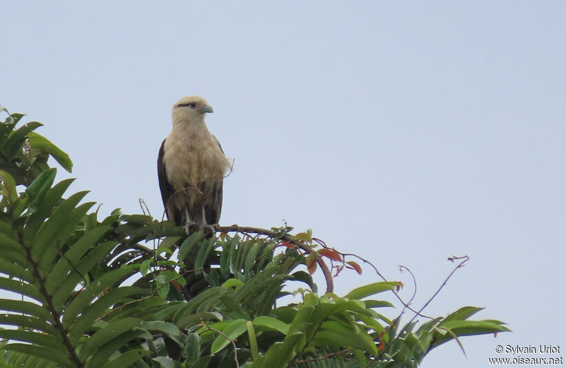 Caracara à tête jauneadulte