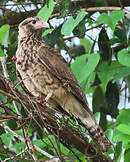 Caracara à tête jaune