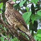 Caracara à tête jaune