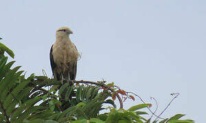 Yellow-headed Caracara