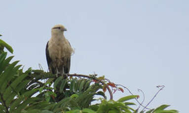 Caracara à tête jaune