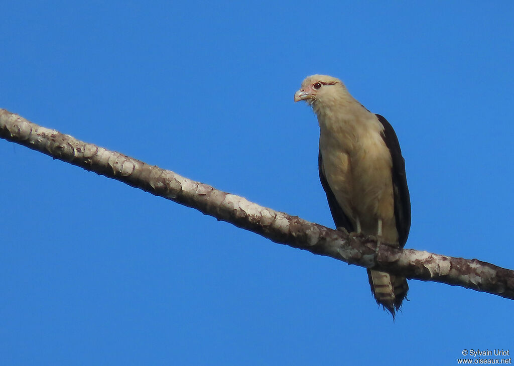 Yellow-headed Caracaraadult