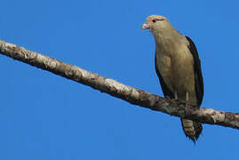 Yellow-headed Caracara