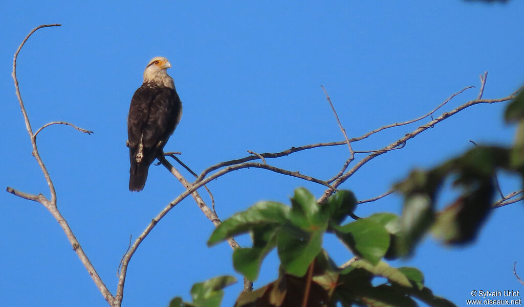 Caracara à tête jauneadulte