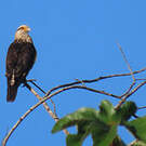 Caracara à tête jaune