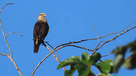 Caracara à tête jaune