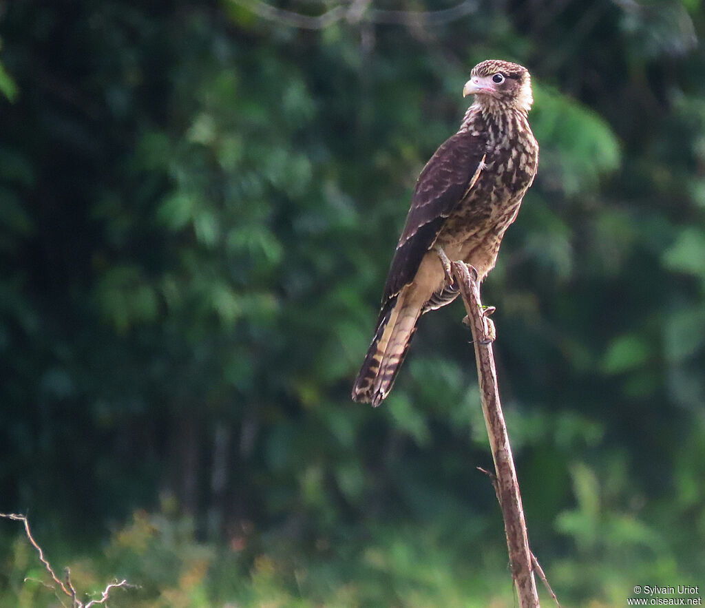 Caracara à tête jaune1ère année