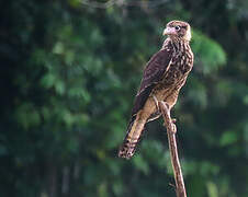 Yellow-headed Caracara