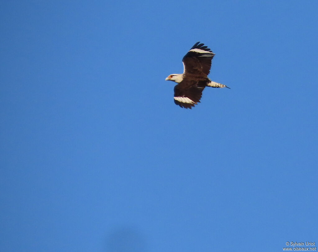 Caracara à tête jaune