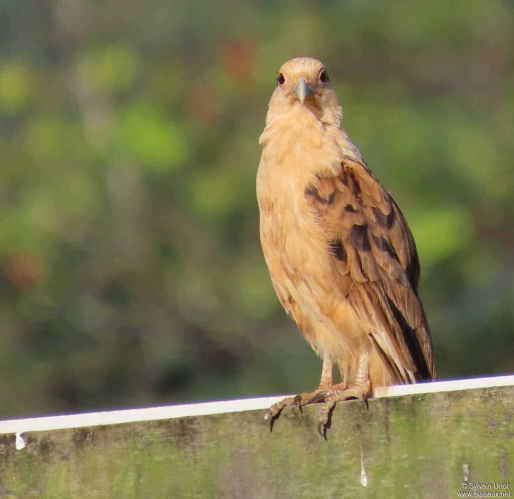 Caracara à tête jaune