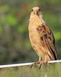 Caracara à tête jaune