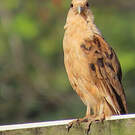 Caracara à tête jaune