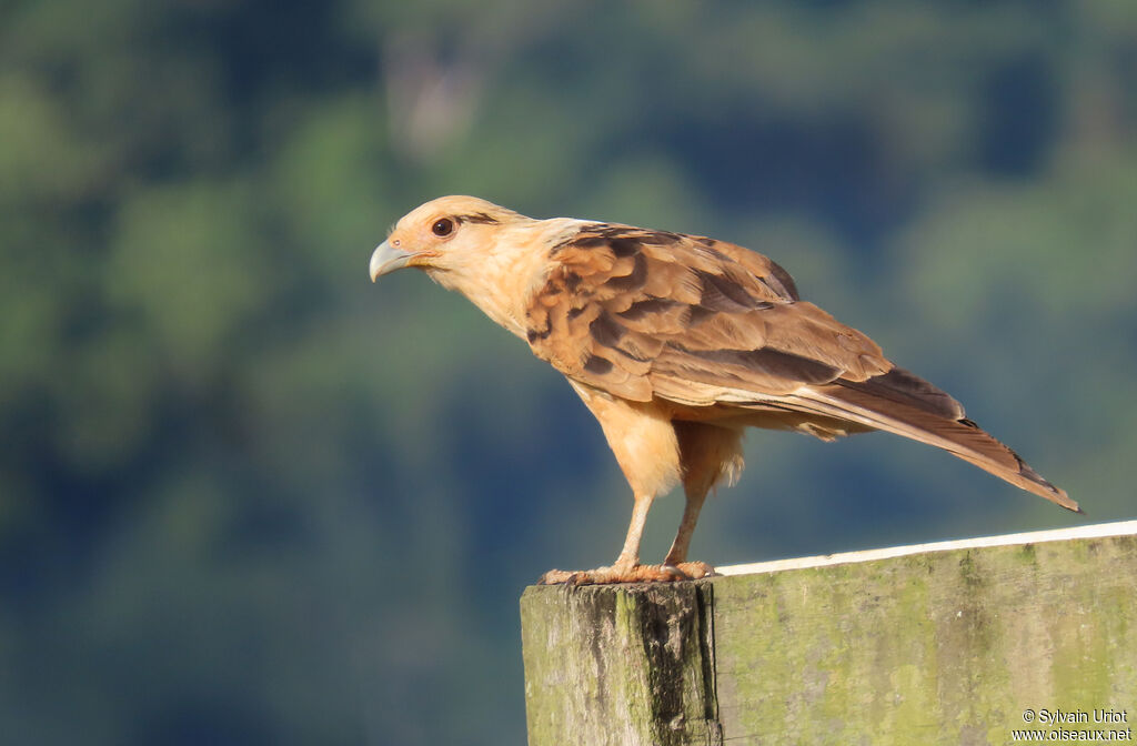 Caracara à tête jaune