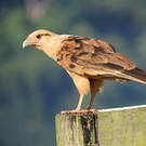 Caracara à tête jaune