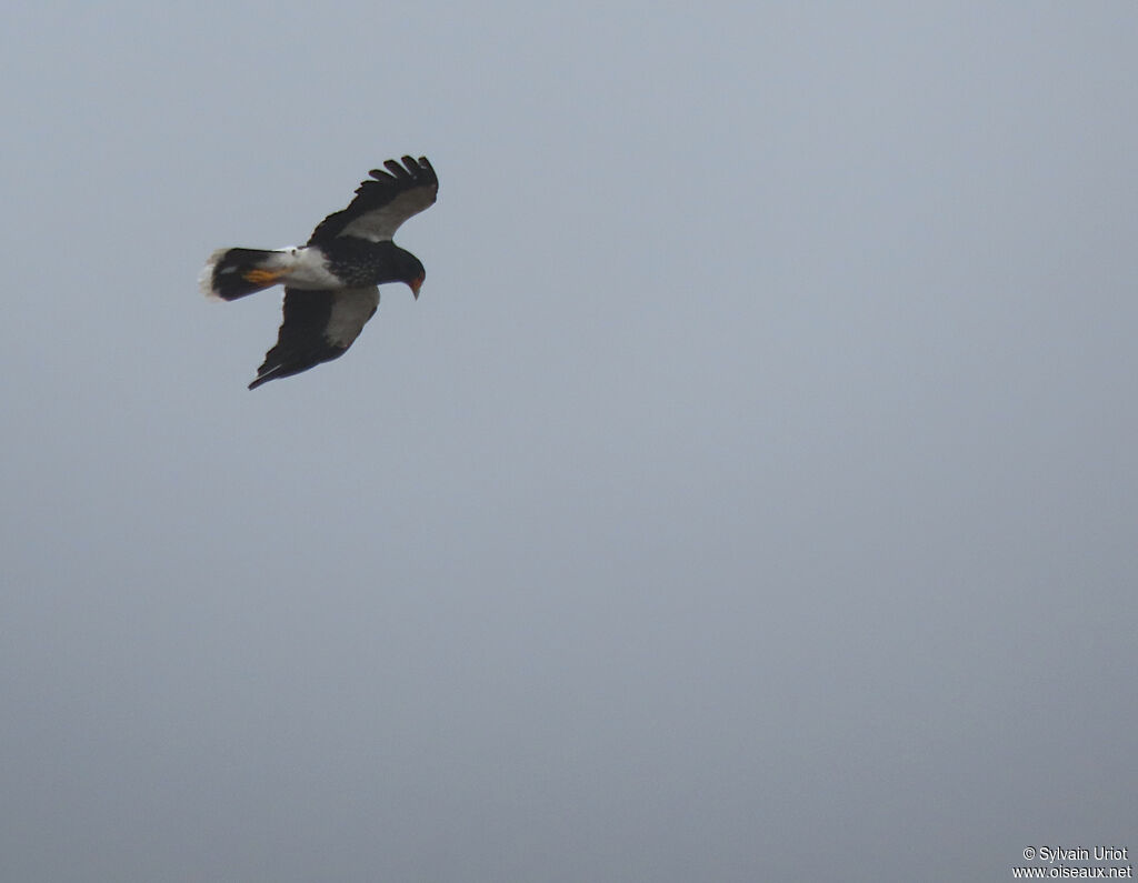 Caracara caronculéadulte