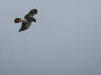 Caracara caronculé