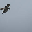 Caracara caronculé